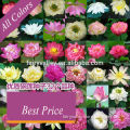 All Kinds Colors Of Lotus Seed For Lake Pond Flower Pot Growing